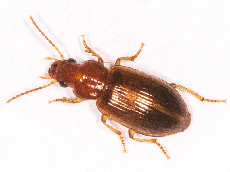 Bradycellus verbasci
